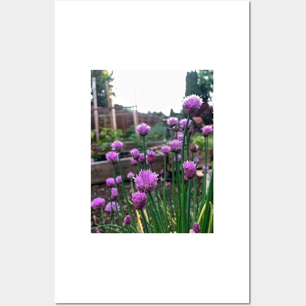 Fresh edible chive blossoms Wall Art by Steves-Pics